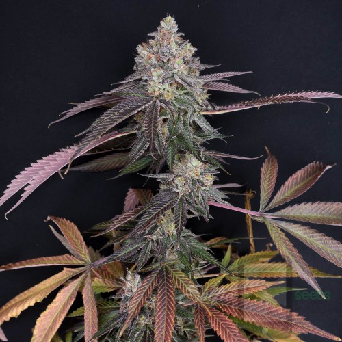 Chem 4 - Chemdawg 4