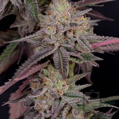 Chem 4 - Chemdawg 4