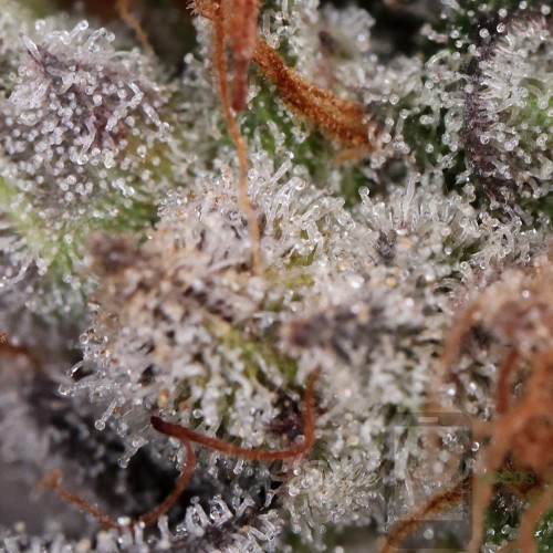 Chem 4 - Chemdawg 4