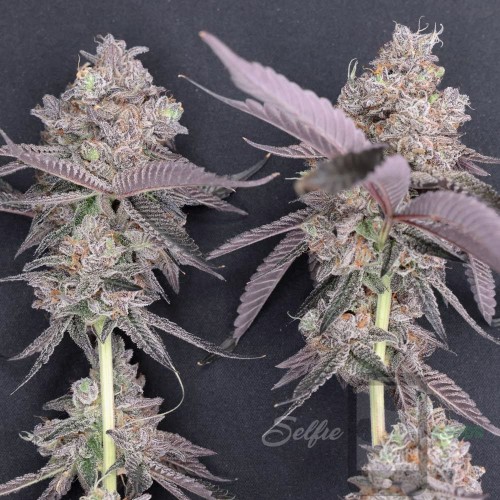 Chem 4 - Chemdawg 4