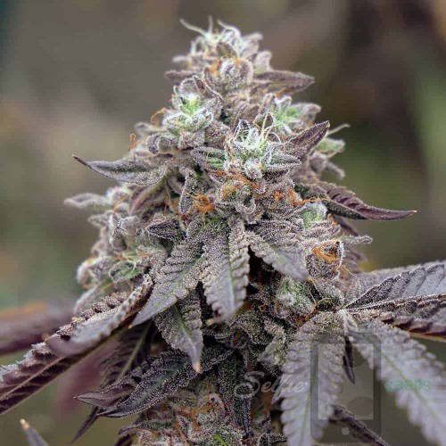 Chem 4 - Chemdawg 4