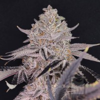 Green Dank Kamakazi - GDK