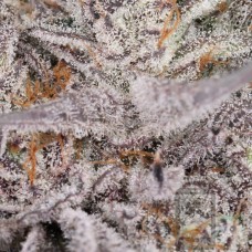 Green Dank Kamakazi - GDK