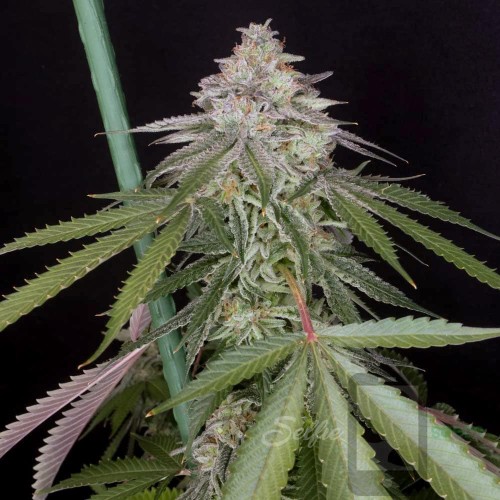 Irene OG Kush