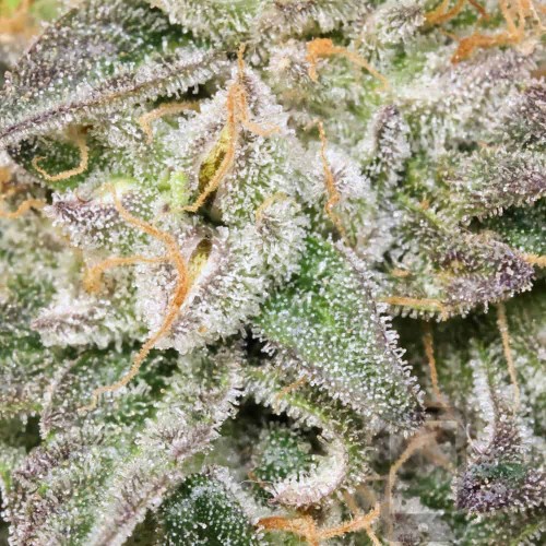 Irene OG Kush