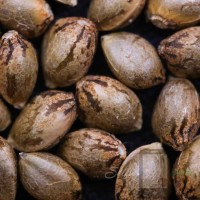 Joker Juice #11 x Strawberry Sugar