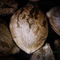 Joker Juice #11 x Strawberry Sugar