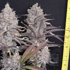 Sandy Shish - Strawberry Banana x White Wedding 