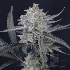 Sandy Shish - Strawberry Banana x White Wedding 