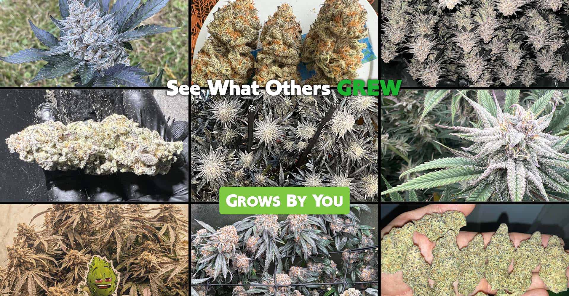 Grows By Our Supporters