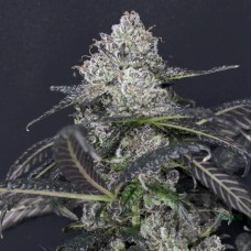 Blueberry Sugar - Blockhead Buds Cut