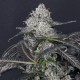 Blueberry Sugar - Blockhead Selfie Seeds™