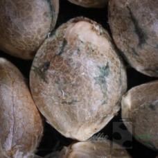 Blueberry Sugar - Blockhead Buds Cut