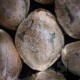 Blueberry Sugar - Blockhead Selfie Seeds™