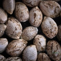 PURPLE BERRY - Strawberry Sugar x Blueberry Sugar