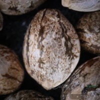 PURPLE BERRY - Strawberry Sugar x Blueberry Sugar