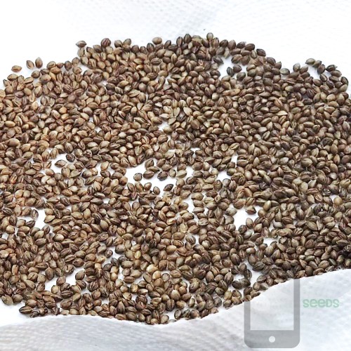 Selfie Seeds Salvage/Eternity/Genetic Purification Service