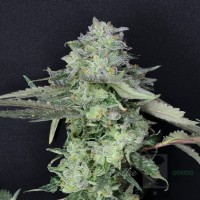 Sour Diesel Selfie Seeds™