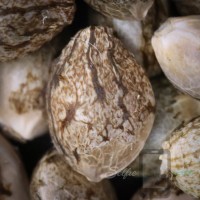 Sour Diesel Selfie Seeds™