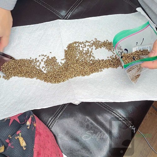 Selfie Seeds Salvage/Eternity/Genetic Purification Service