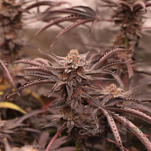 MACnana Mother Strain