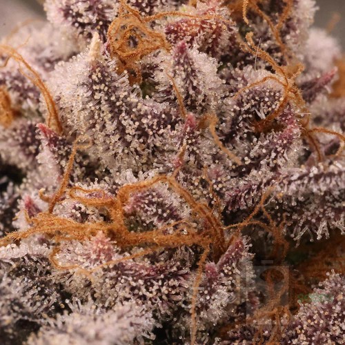 MACnana Mother Strain