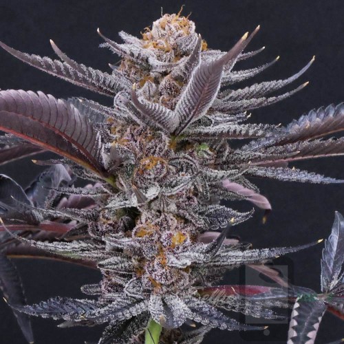 MACnana Mother Strain