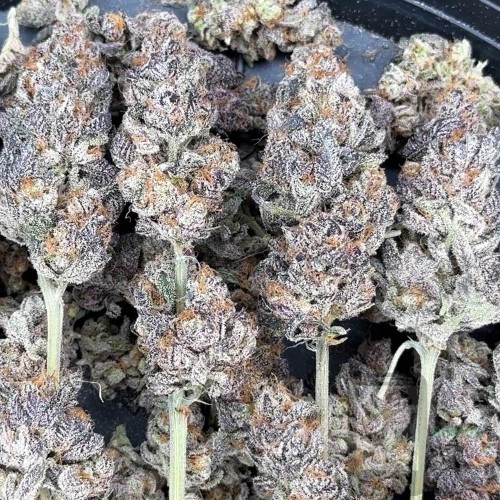 MACnana Mother Strain