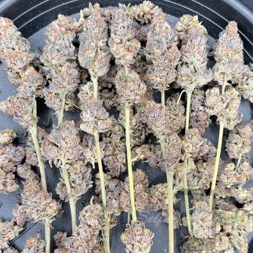 MACnana Mother Strain