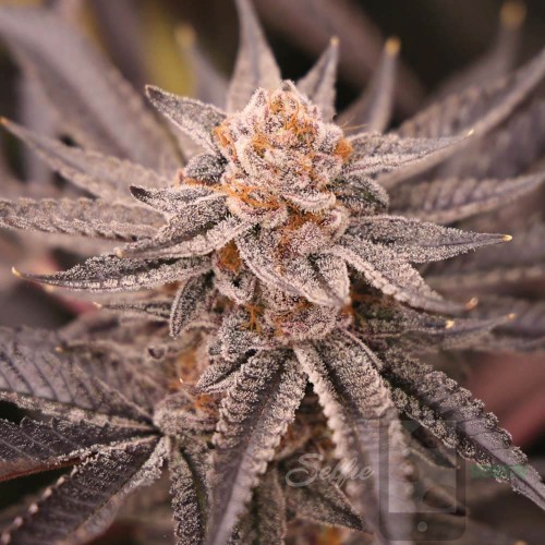 MACnana Mother Strain