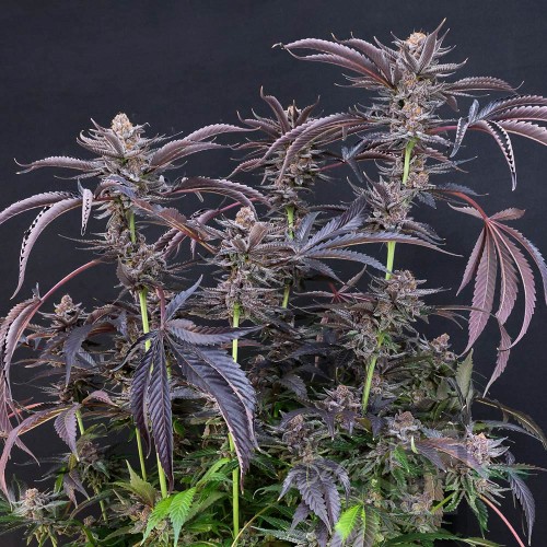 MACnana Mother Strain