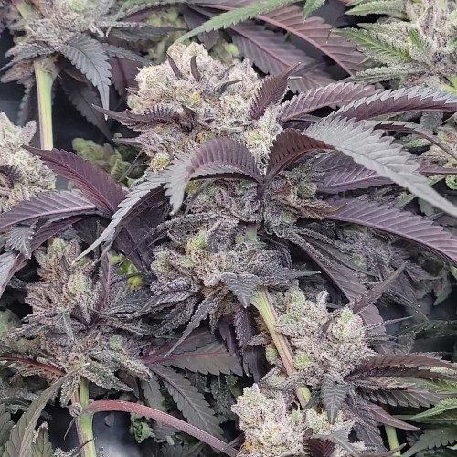 Space Juice Mother Strain