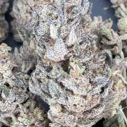 Space Juice Mother Strain