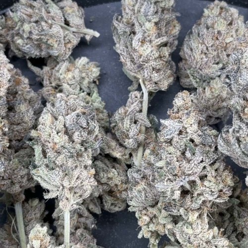 Space Juice Mother Strain