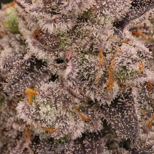 Space Juice Mother Strain