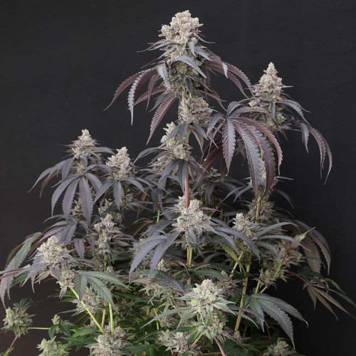 Space Juice Mother Strain