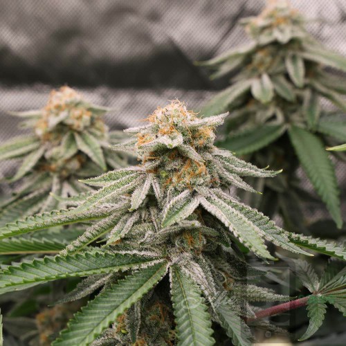 Stomped Berries Mother Strain