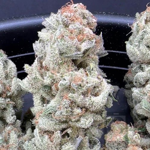 Stomped Berries Mother Strain