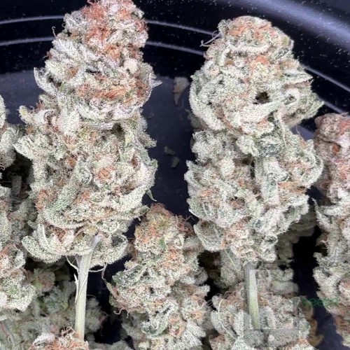 Stomped Berries Mother Strain