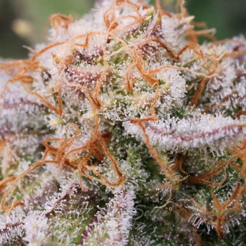 Stomped Berries Mother Strain