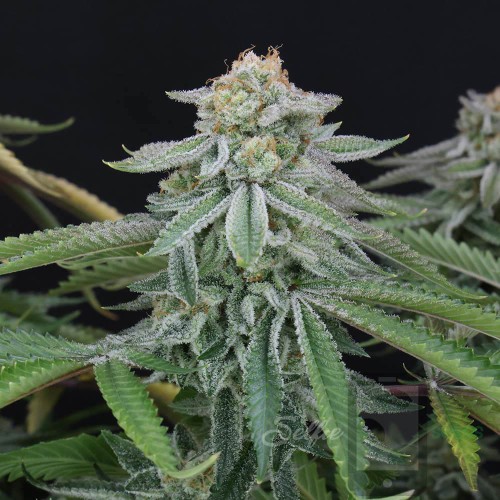 Stomped Berries Mother Strain