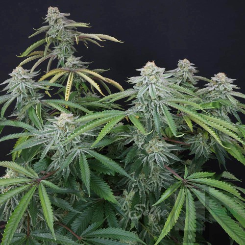 Stomped Berries Mother Strain