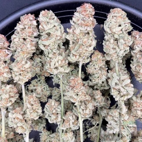 Stomped Berries Mother Strain