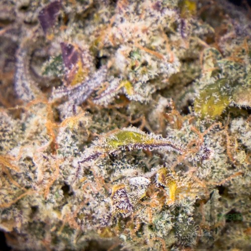 Strawberry Banana Auto Mother Strain