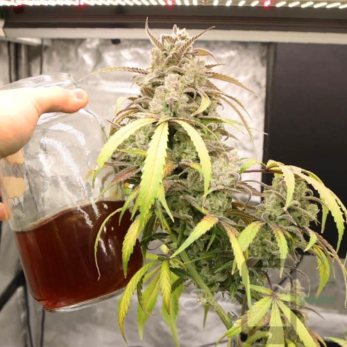 Strawberry Banana Auto Mother Strain