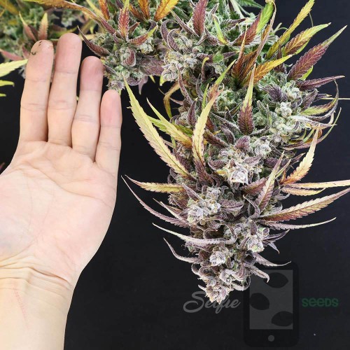 Strawberry Banana Auto Mother Strain