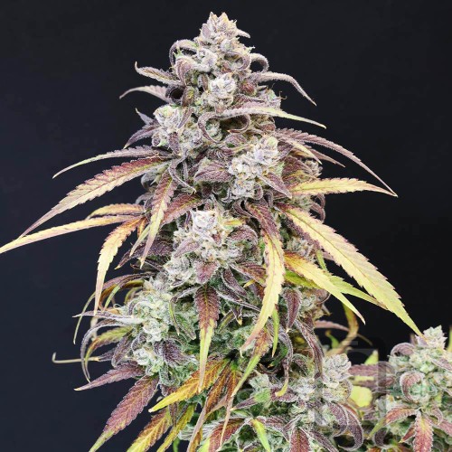 Strawberry Banana Auto Mother Strain