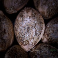 Blueberry Icicle x Pink Strawberry