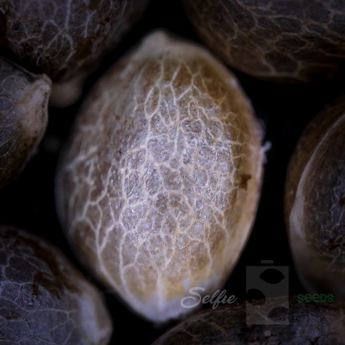 PINK STRAWBERRY Selfie Seeds™