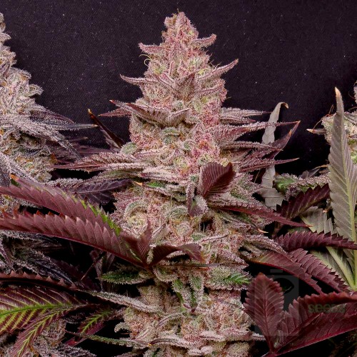 Strawberry Sugar x Pink Strawberry